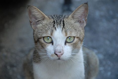 The Husker Cats continue to help with the feral cat population