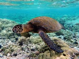 Green Sea Turtles