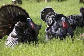 The History of Turkeys and Thanksgiving