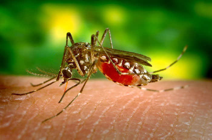 Yellow fever outbreak causes concerns for US citizens