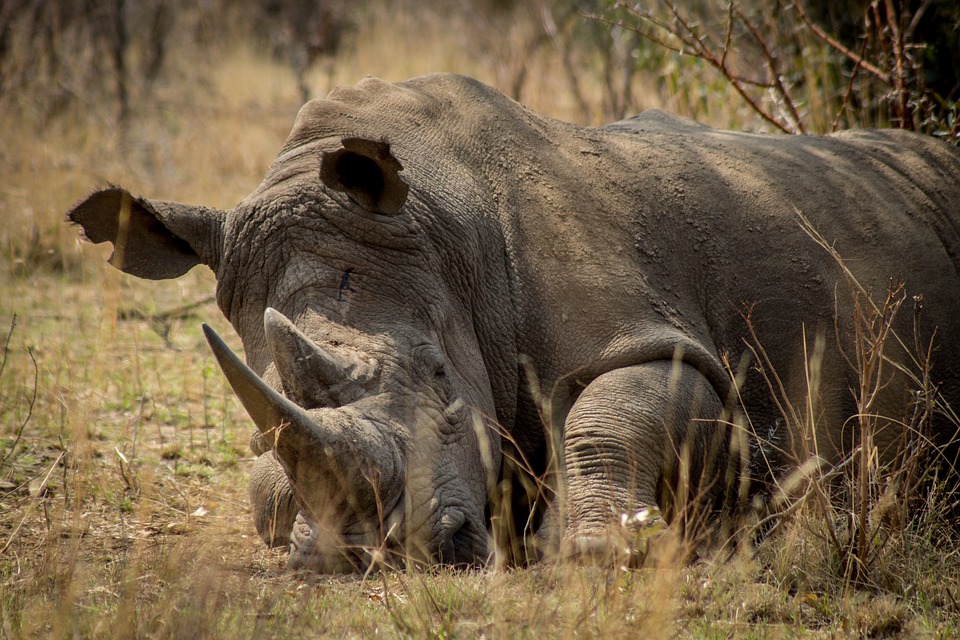 Rhino+Game+Africa+Endangered+Poaching+Protection