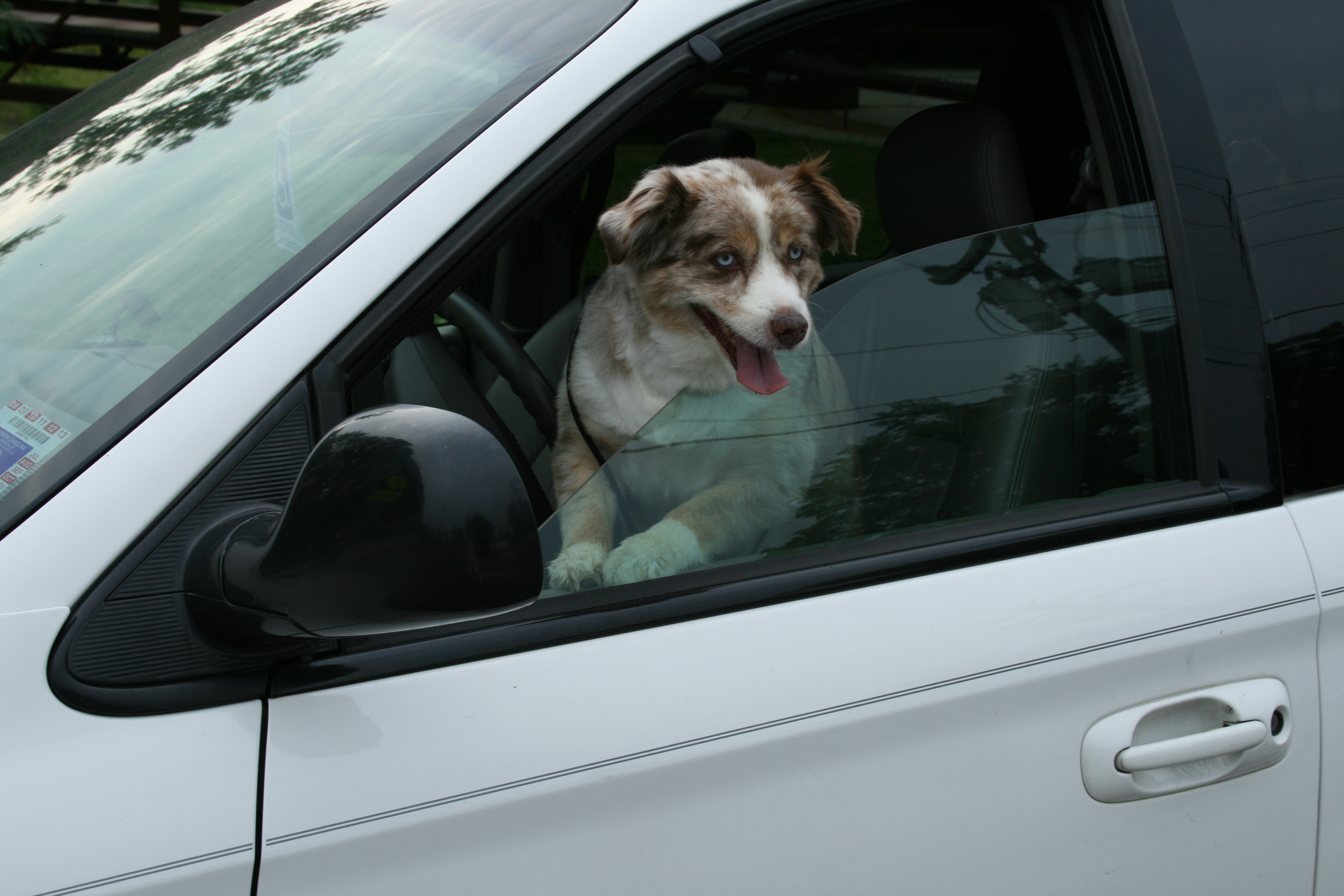 Pets+in+Cars
