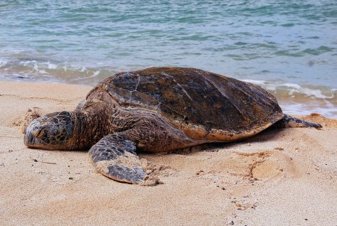 Navigation to Story: Save The Turtles